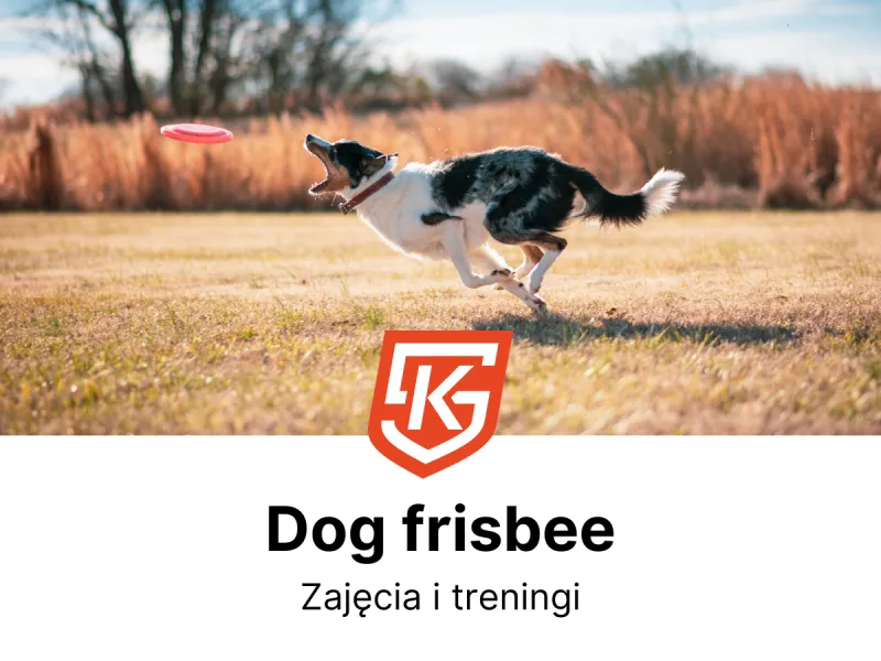 Dog frisbee - treningi i zajęcia - KlubySportowe.pl