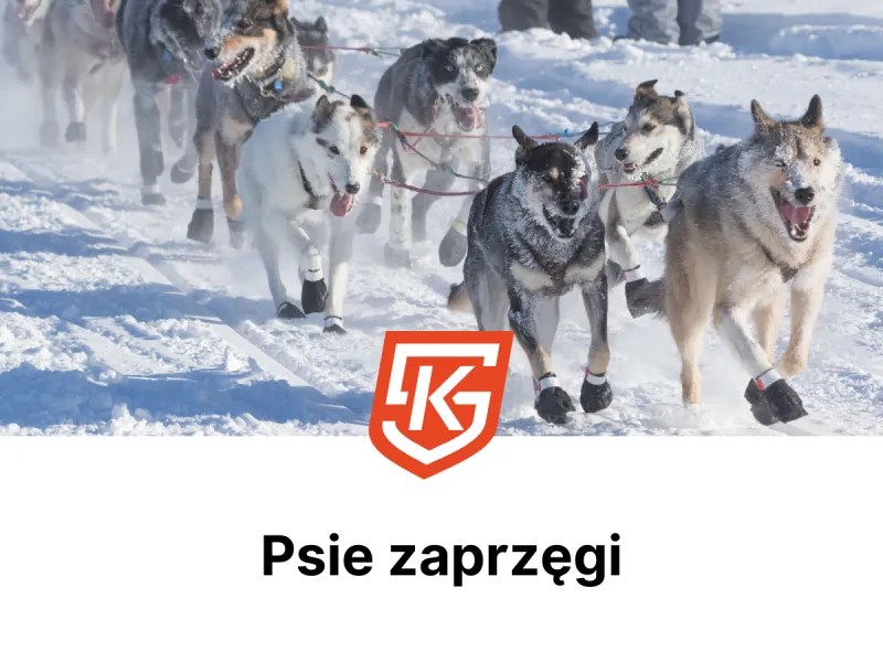 Psie zaprzęgi Chorzów dla dzieci i dorosłych - treningi - KlubySportowe.pl